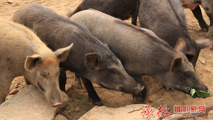 三重奏  摄影：棋友