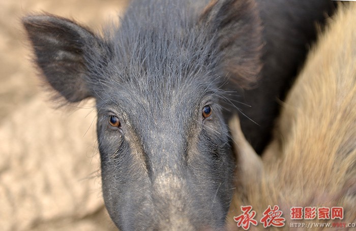 心灵窗口  摄影：六月荷