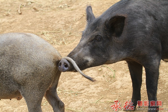 嗅  摄影：棋友