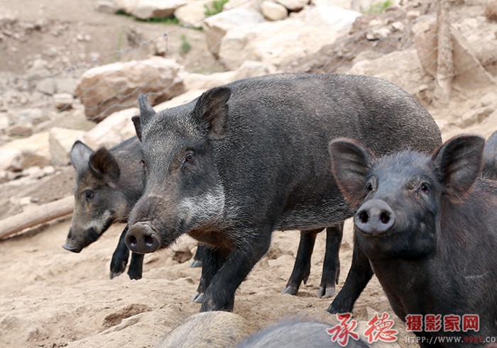 巡视  摄影：一滴水