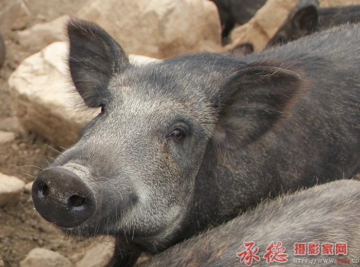 注目  摄影：单鞭