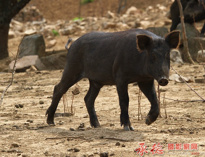 我的地盘我做主  摄影： 棋友 