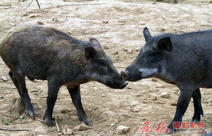  还是你，味道没变  摄影： 棋友 
