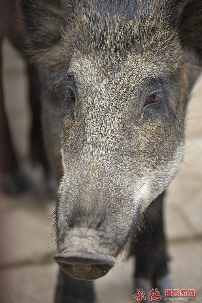  若有所思  摄影： 六月荷 