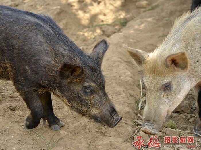  你别抢  摄影：六月荷