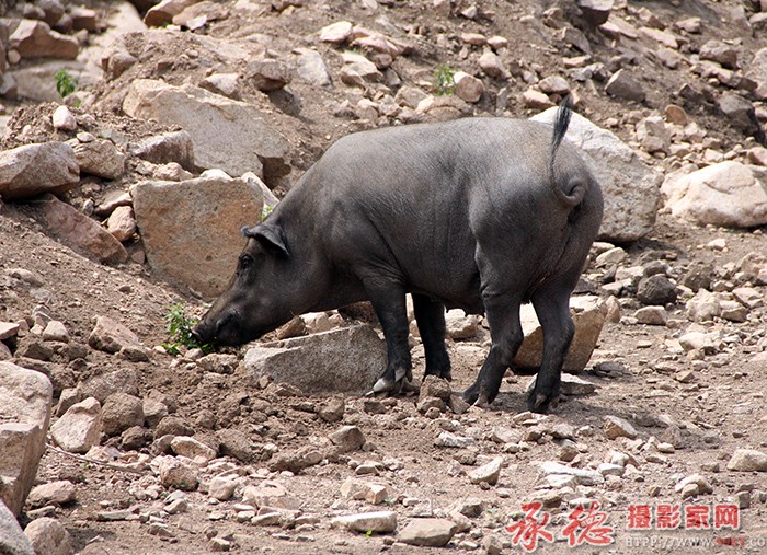 惬意  摄影：单鞭