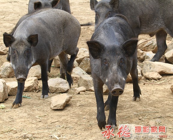 猛虎下山  摄影：棋友