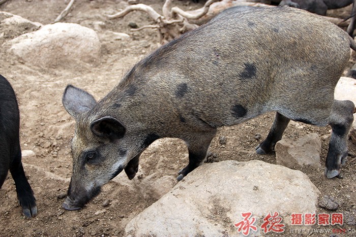 潜行  摄影：月亮