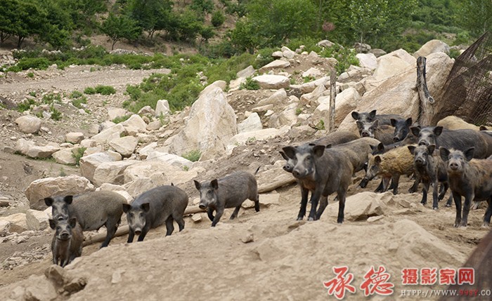 注意，有情况  摄影：六月荷