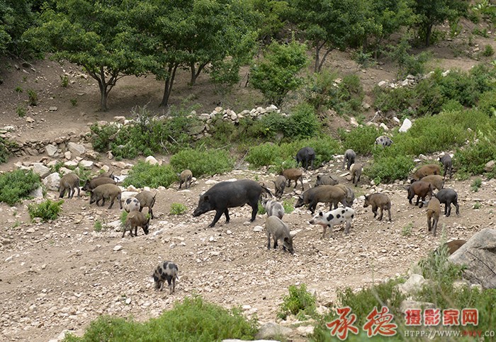团结在老大的周围  摄影：六月荷
