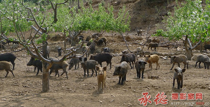 梨树下  摄影：月亮