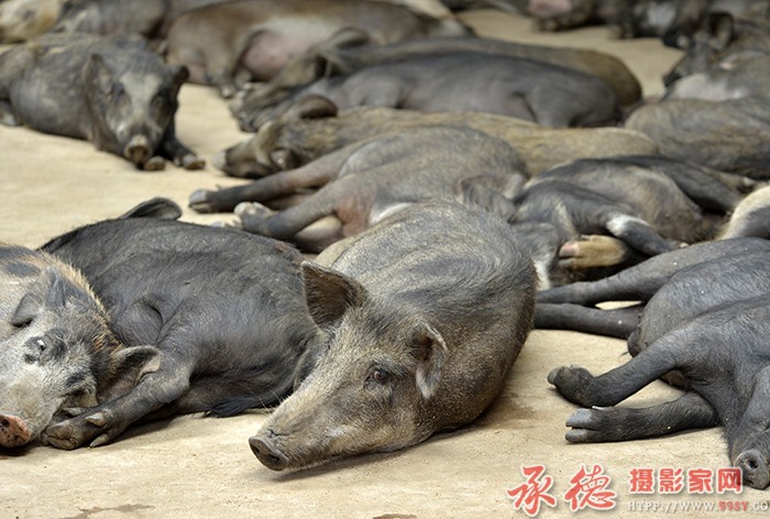 我独醒  摄影：六月荷