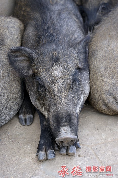 美梦  摄影：六月荷