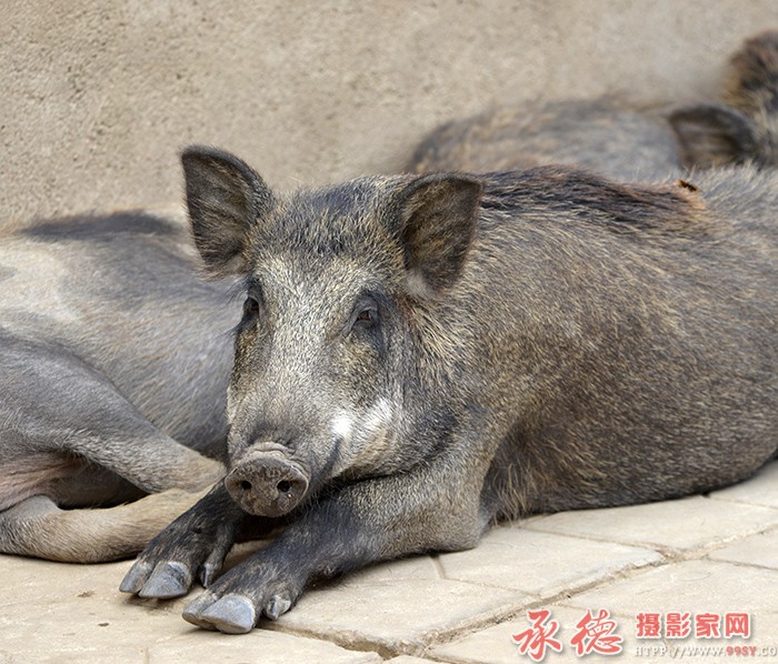 警觉  摄影：六月荷