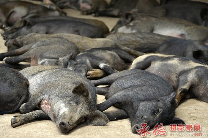  午睡  摄影：六月荷