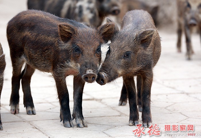 哥俩好  摄影：一滴水