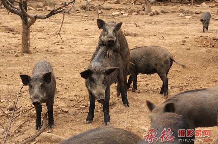 无题  摄影：棋友