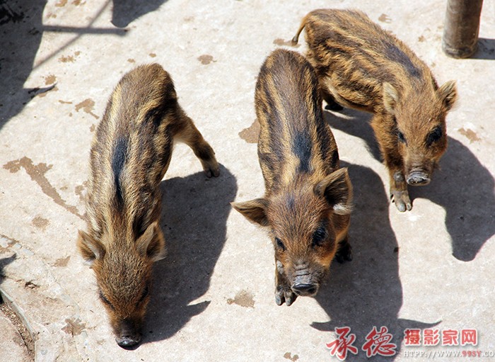 笑问客从何处来  摄影：金子