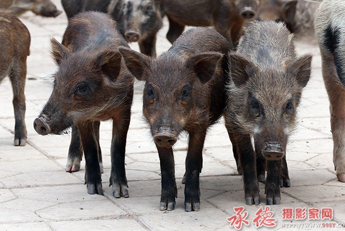 三胞胎  摄影：一滴水