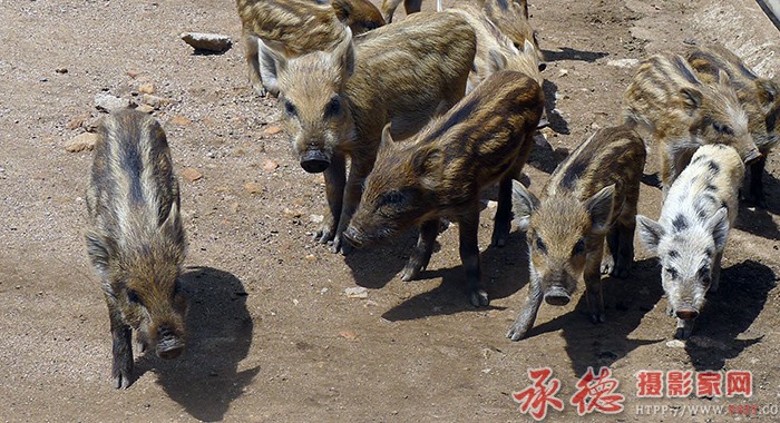 检阅  摄影：月亮