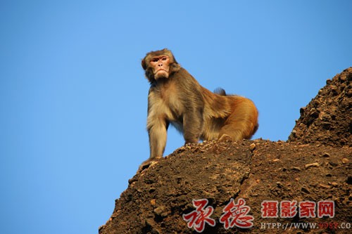 26龙骧虎视大猴王