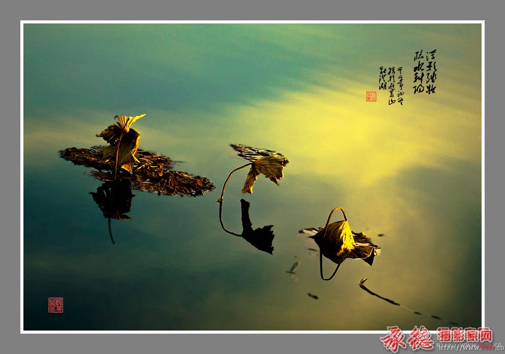 优秀奖-残荷-凡光俗影