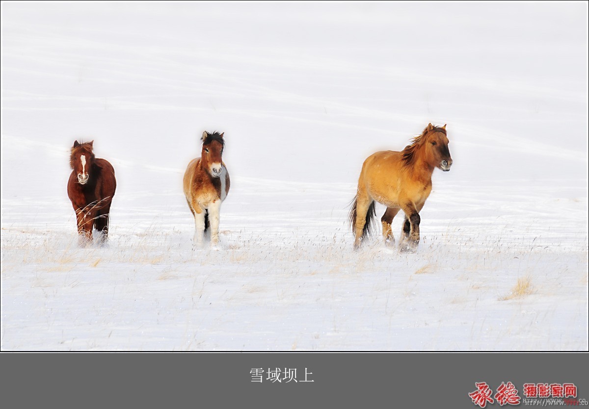 雪域坝上 龙飞