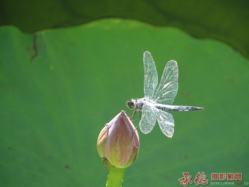 DSC05342《蜻蜓》