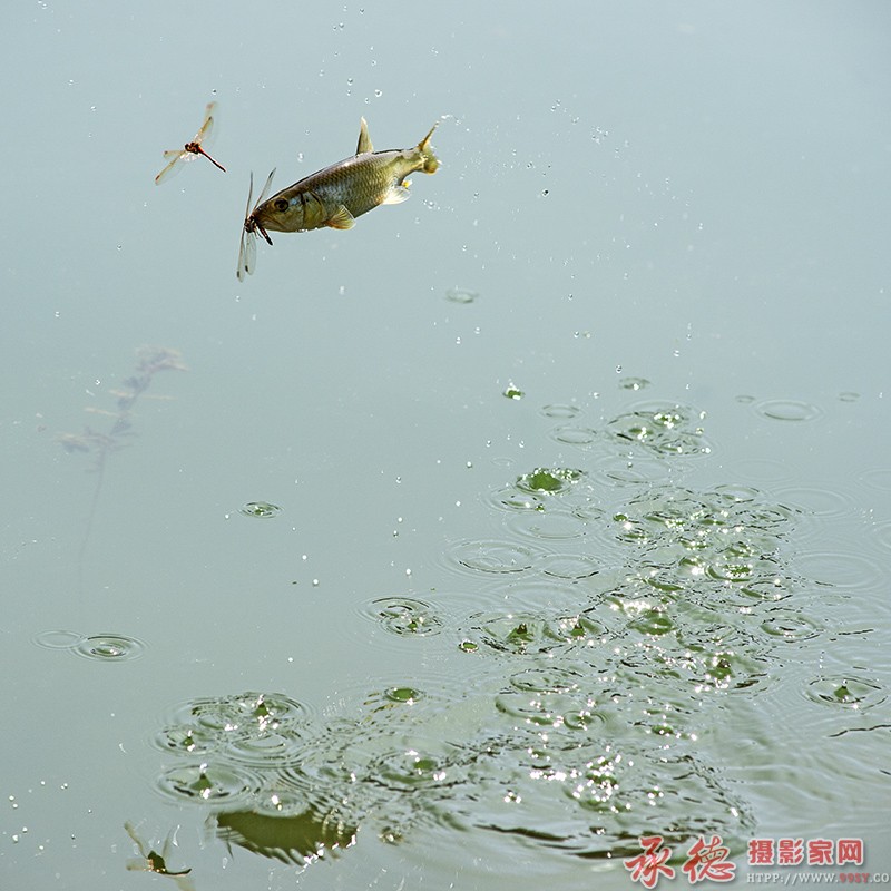 澄湖惊梦