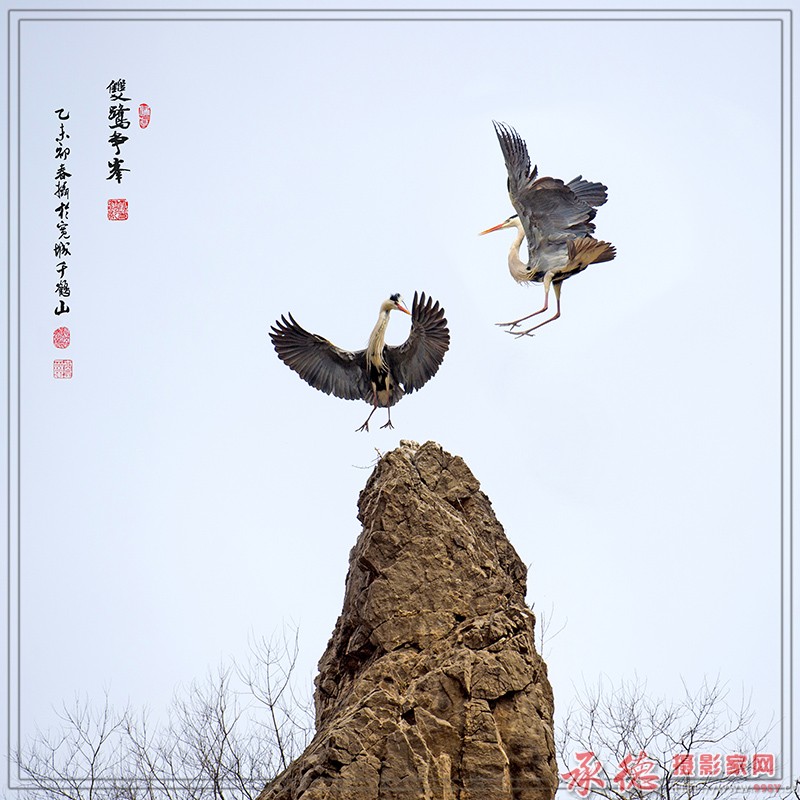 双鹭争峰