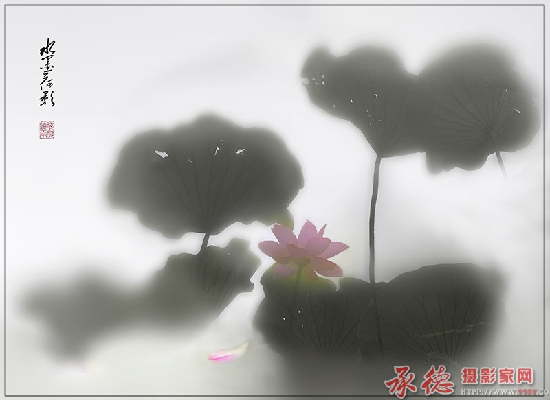 水墨荷花