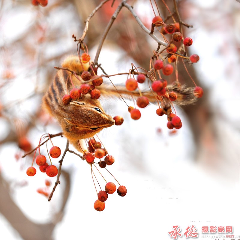 组照  收获季节-1