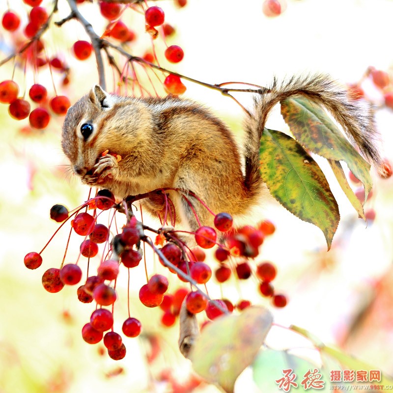 组照  收获季节-2