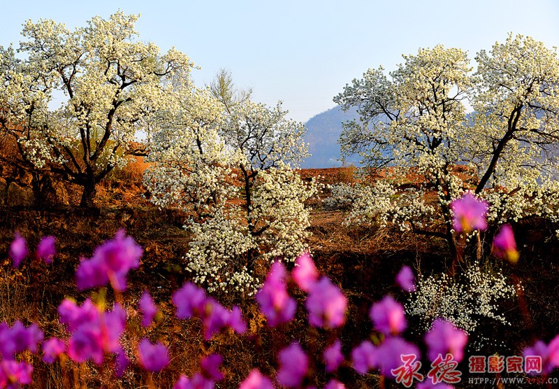 山花烂漫