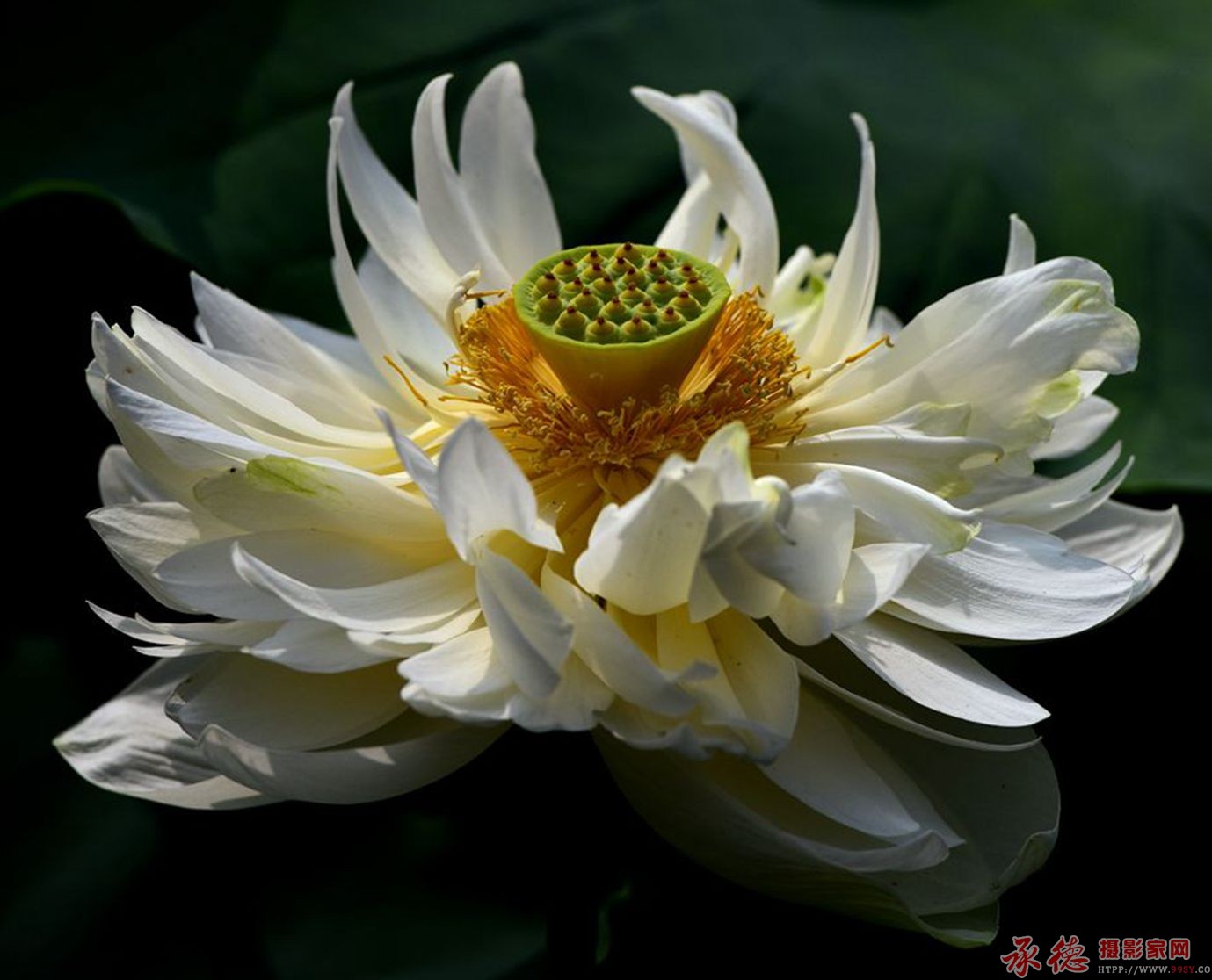 白荷花