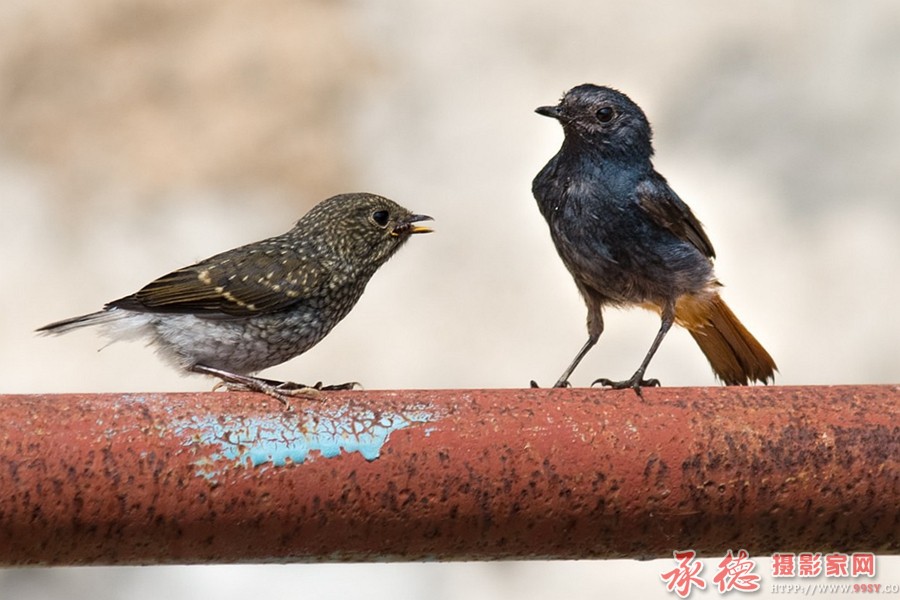 红尾水鸲——鹰子