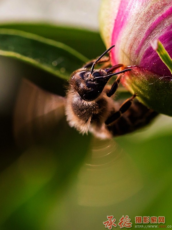 花蕾上的蜜蜂—老工业人