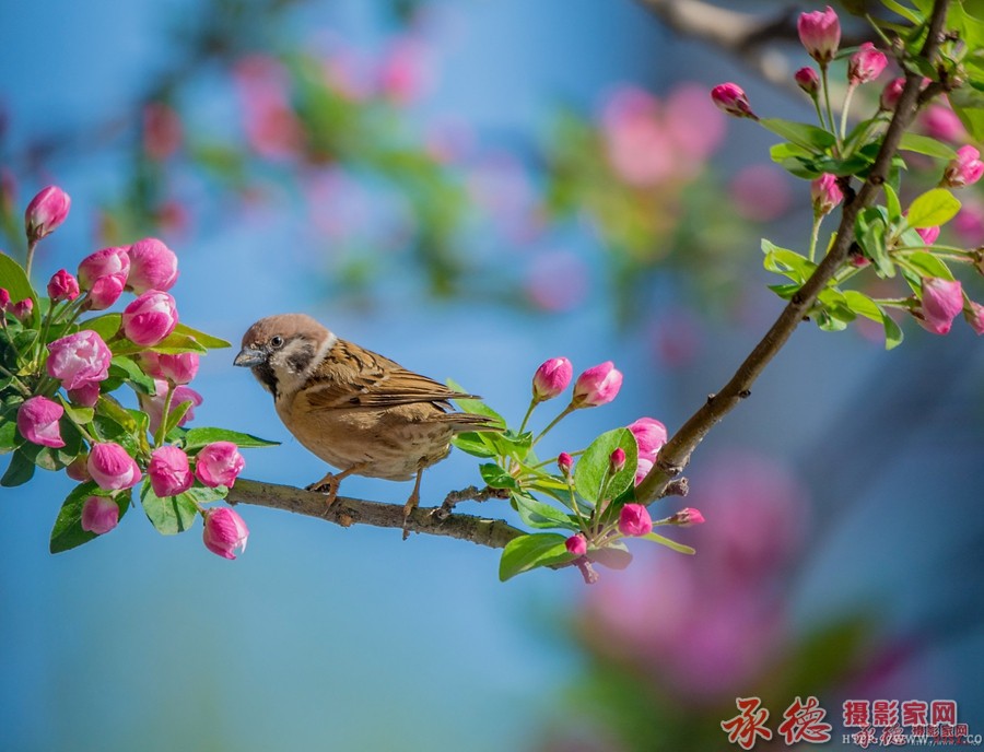 麻雀与海棠花--许大马棒