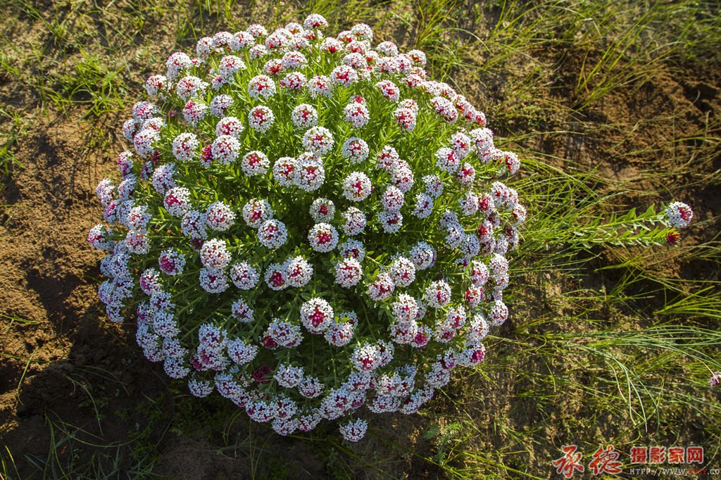 9，狼毒花