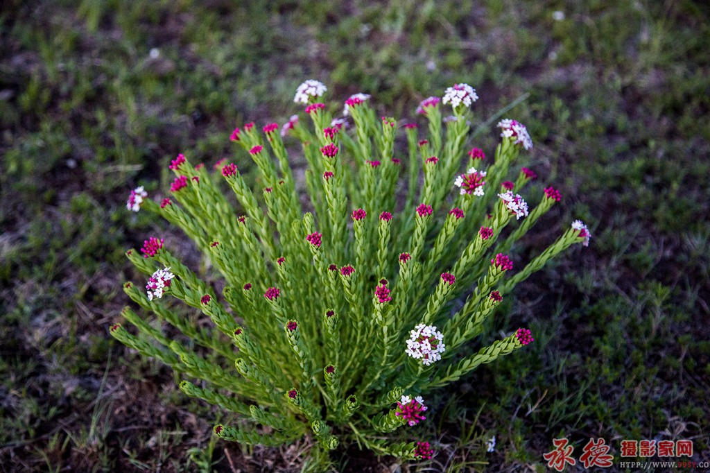 11，狼毒花