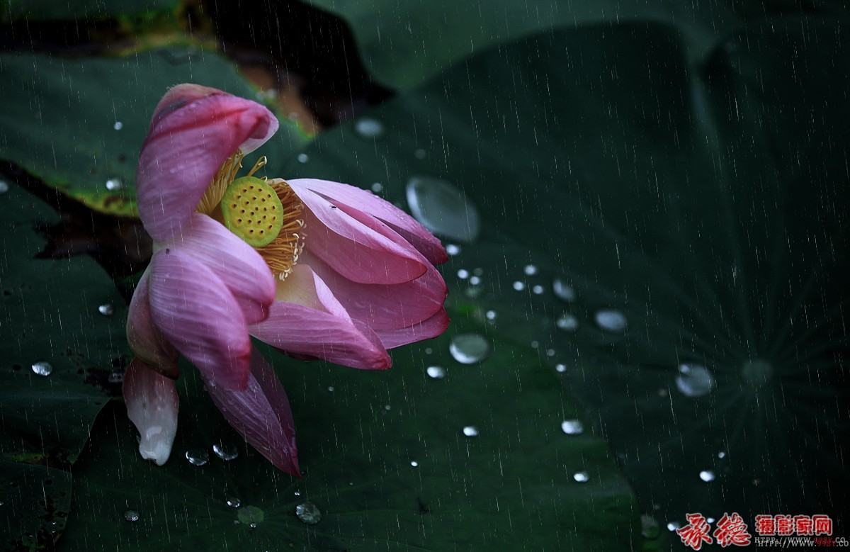 三等奖：  雨荷  游走天涯