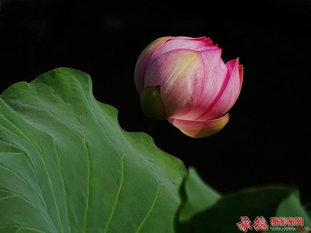 优秀奖：深秋之荷  夏日雨荷