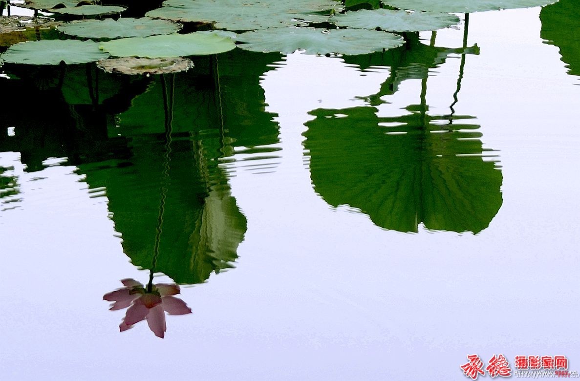 优秀奖：水中倒影  追求