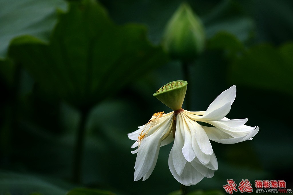 优秀奖：圣洁  燕峰  