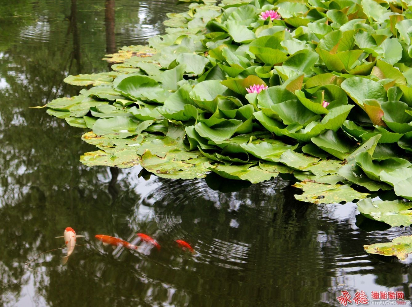 优秀奖：戏莲  水流云在