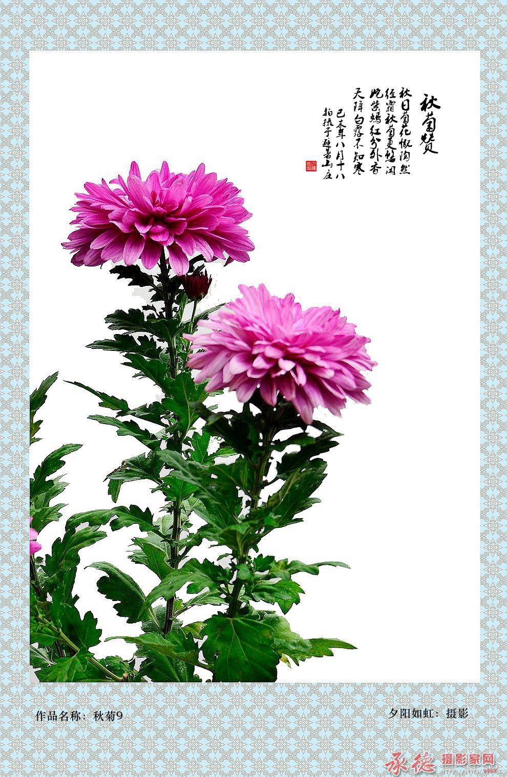 秋菊10