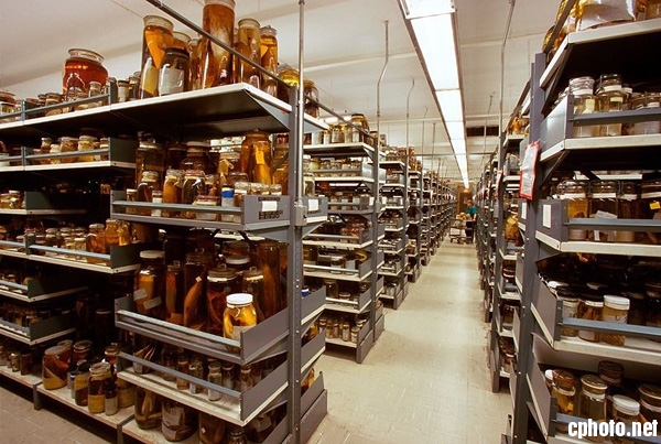 美国国家自然历史博物馆的藏品室