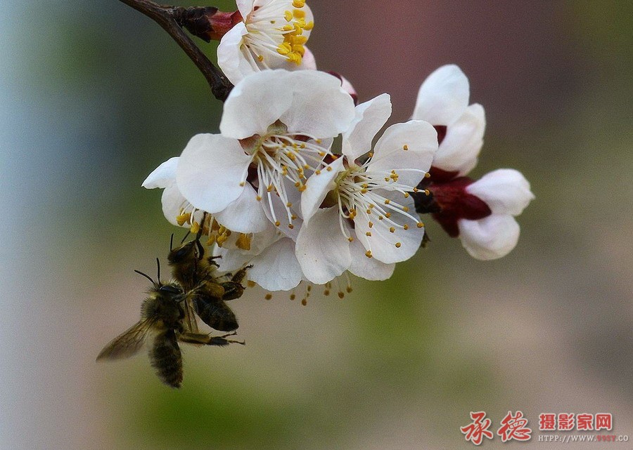 二等奖：春花之恋 夕阳如虹