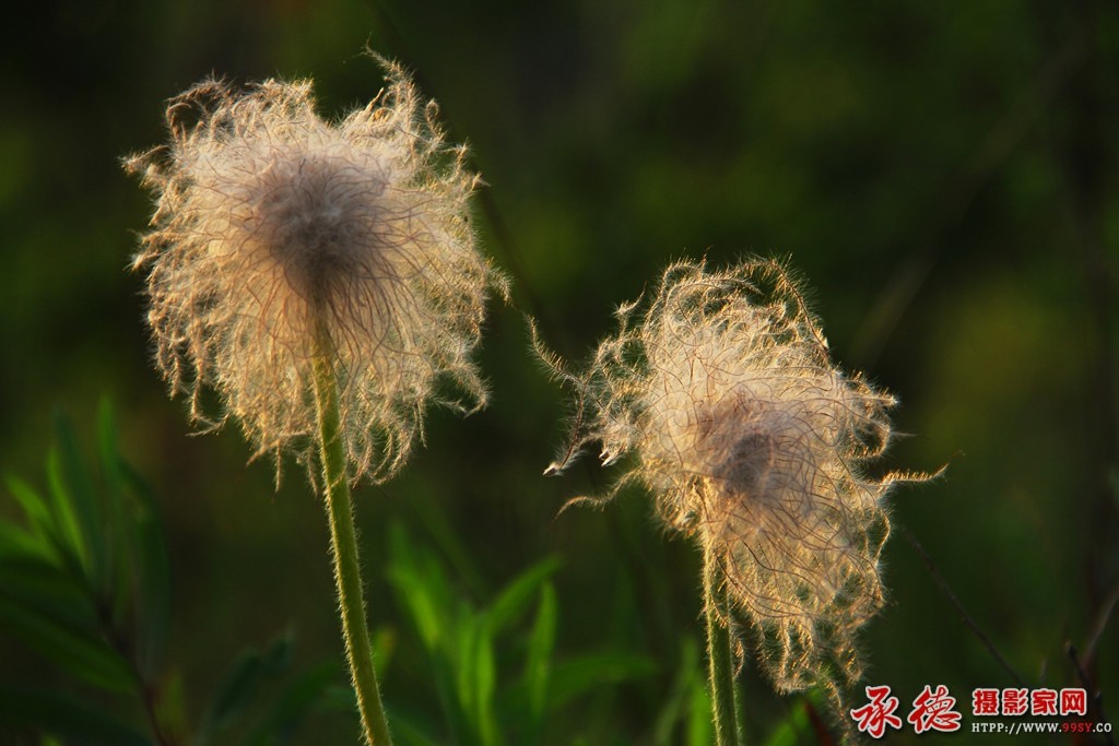 优秀奖：白头翁 林中漫步