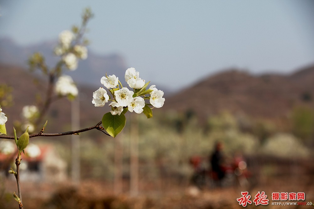 优秀奖：春天的呼唤 心旷神怡